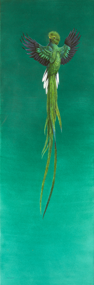 Quetzal (watercolour and guache)