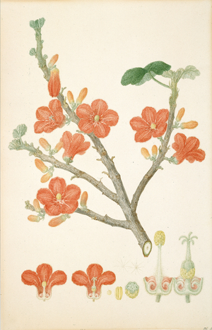 Brachychiton paradoxus