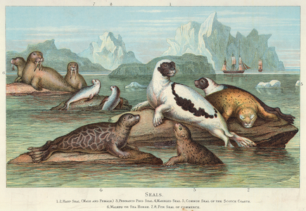 Seals (coloured engraving)