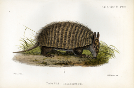 Large Hairy Armadillo (print)