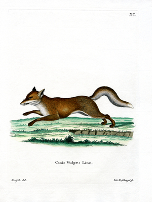 Red Fox (coloured engraving)