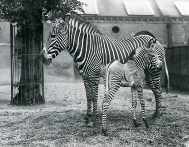 An Endangered Grevy's/Imperial Zebra, standing with her 4 day old foal, in their paddock at London Zoo in August 1927 (b/w photo)