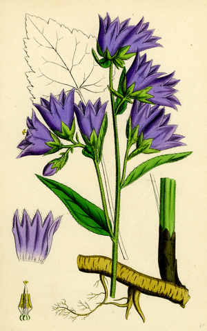 Campanula Trachelium Nettle-Leaved Bell-Flower