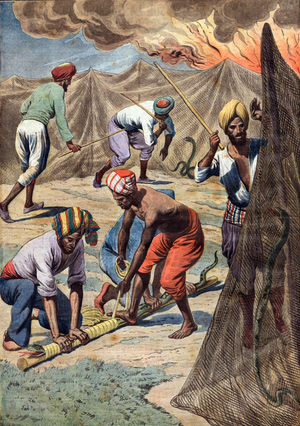 In India, capture, packing and dispatching of snakes, illustration from french newspaper "Petit journal" april 13, 1913