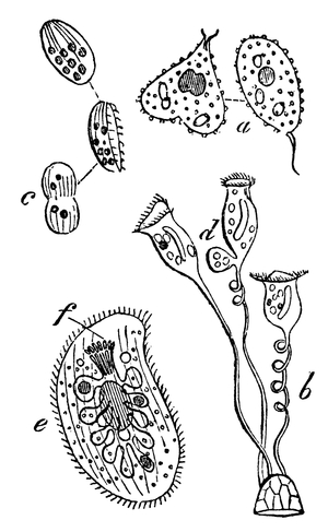 Infusoria