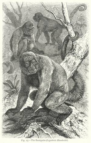 The Barrigudo (Lagothrix Humboldti) (engraving)