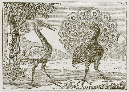 The Peacock and the Crane (engraving)