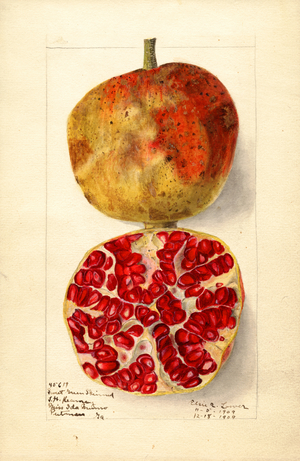 Pomegranates (Punica granatum: Sweet Green Skinned) (watercolour)