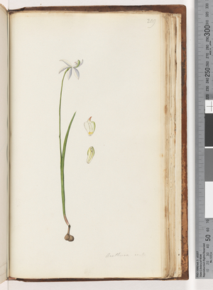 Page 209. Arethusa certe? (w/c)