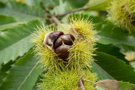Castanea sativa (sweet chestnut), 2013 (photo)