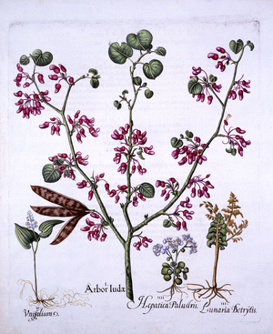 Judas Tree, May Lily, Moonwort, Liverwort, from 'Hortus Eystettensis', by Basil Besler (1561-1629), pub. 1613 (hand coloured engraving)