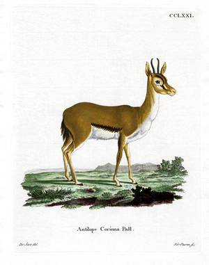 Dorcas Gazelle (coloured engraving)