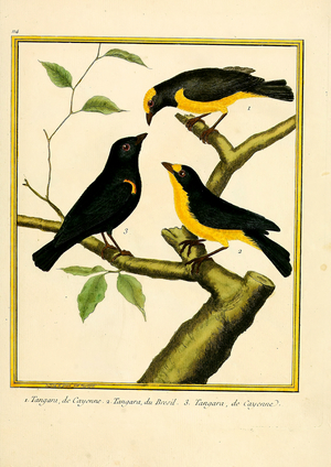 Tanagers from Cayenne and Brazil (print)
