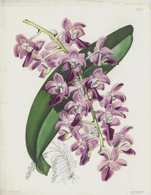The Thick-Leaved Air Plant, Aerides Crassifolium (chromolitho)