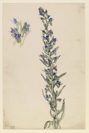 Echium Vulgare (Viper's Bugloss) (w/c on paper)