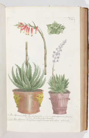 Aloe, 1737 (engraving)