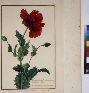 Full page: plant study, c.1650-75