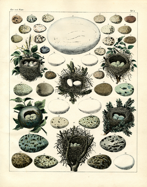 Bird Eggs and Nests of Various Species (print)