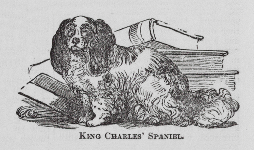 King Charles' Spaniel (engraving)