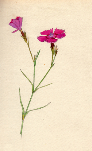 Carnation, 1950 (watercolour on paper)