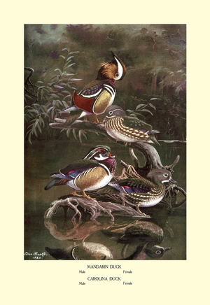 Mandarin and Carolina Ducks, 1923 (print)
