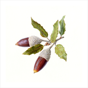 Acorns