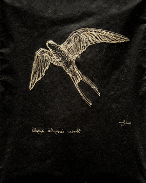 (80.15 W) Roseate Tern, 2010 (carbon paper drawing)