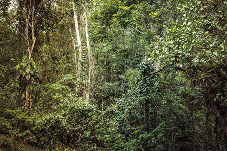 Mantiqueira LIV, 2021 (digital photo)