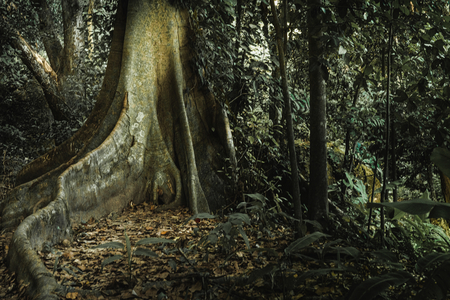 Corcovado Trail XVII, 2025 (digital photography)