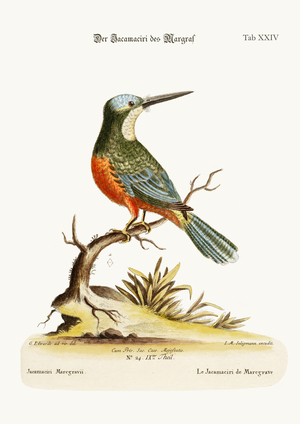 The Jacamaciri of Marcgrave, 1749-73 (coloured engraving)