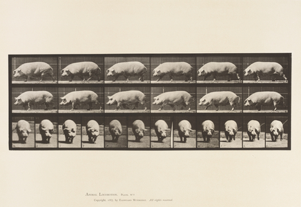 Plate 673. Sow; Walking, 1885 (collotype on paper)
