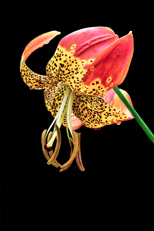 Lily 'fusion'/Lilium x pardalinum