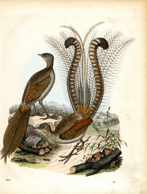 Superb Lyrebird in Various Poses (hand-coloured engraving)
