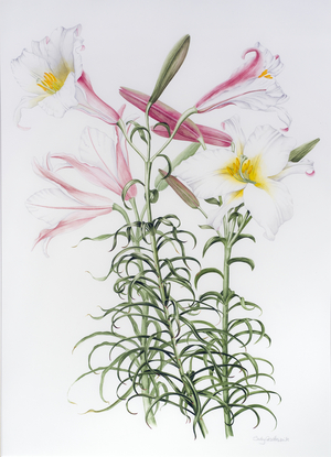 Lilium regale large group (w/c on paper)