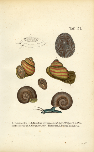 Various Fresh Water and Limpet Snails, 1850 (lithography)