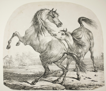 Wild Horses Fighting, c.1820 (lithograph in black on buff wove paper)