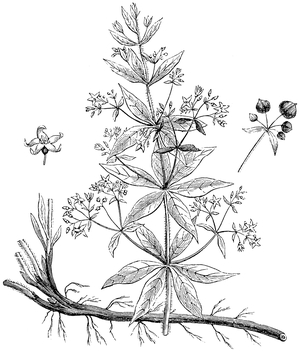 common madder or dyer's madder