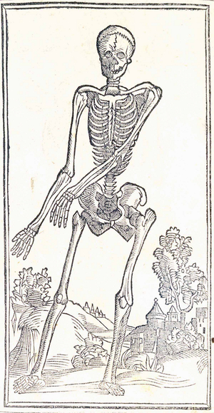 Anatomical Illustration