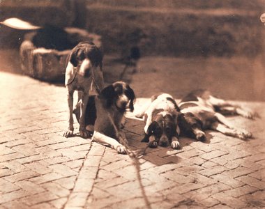 Hunting Dogs, c.1853 (salt print)