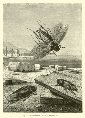 Periplaneta (Blatta) americana (engraving)