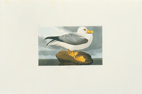 Fulmarus glacialis, northern fulmar, Plate 264 from John James Audubon's Birds of America, original double elephant folio, 1827-30 (hand-coloured aquatint)