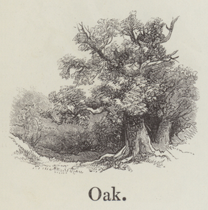 Oak (engraving)
