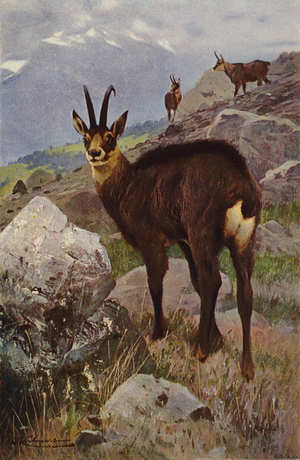 Chamois (colour litho)