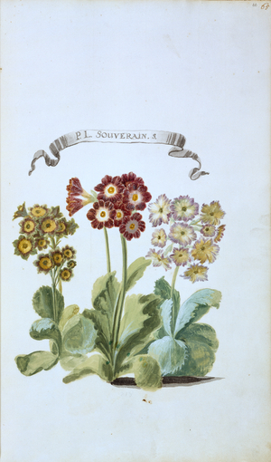 P. L. Souverain. S.