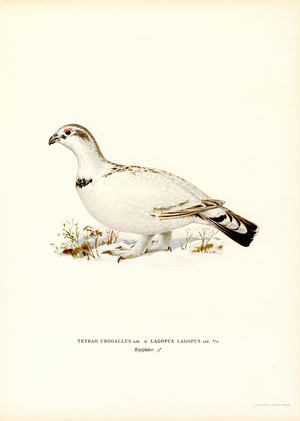 Western Capercaillie x Willow Ptarmigan (colour litho)
