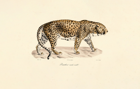 Male Leopard, 1824 (hand-coloured litho)