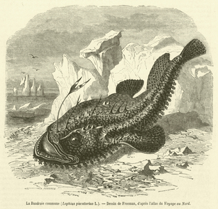La Baudroie commune, Lophius piscatorius L (engraving)