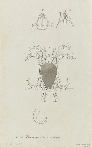 Pachygnathus Notops: Mite (pen, ink & wash on paper)