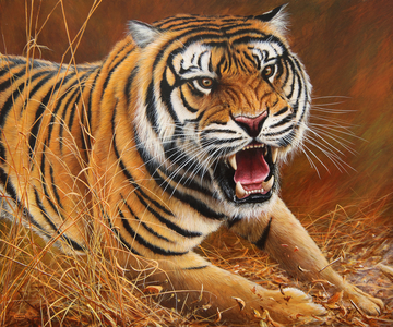 Rush, Bengal tiger 2017 acrylic on board