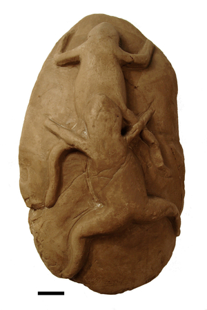 Bogus mating fossil frogs